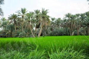 رسمياً .. اعتماد “واحة الأحساء” موقعاً أثرياً عالمياً