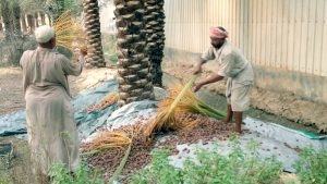 الرطب ثمر نخيل الأحساء وأهم كنوزه