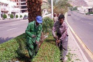 رسميا.. البلديات تمنع تقزيم الأشجار