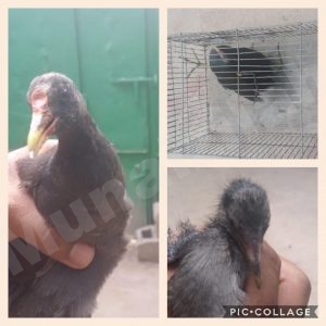 طيور وحشرات وحيوانات في طريقها للانقراض “السودة”