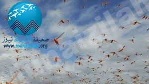 «البيئة» توضح أسباب ظهور أسراب الجراد بكثافة في 4 مناطق بالمملكة