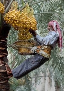 الاحسائيون يتباشرون برطب “الطيار”