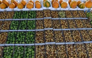 في تقرير مصور … الأحساء واحة غذائية تتلون بالفواكه والخضروات