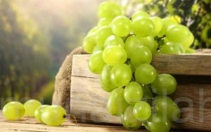 العنب الأخضر.. فاكهة لذيذة و تساعد على التخسيس