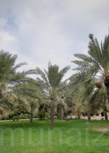 الرياح شمالية شرقية … تعرف على تفاصيل طقس المنيزلة هذا اليوم