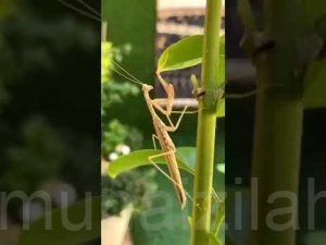 الزعاق: ظهور «حصان القايلة» علامة على دخول موسم الوسم