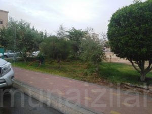 بعد ملل الانتظار.. جيران حدائق الحي يزرعون «أشجار وشتلات» ويطالبون الجهات المعنية بإكمالها