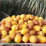 الصحة تسجل «1286» إصابة جديدة بفيروس كورونا منها 36 في الأحساء