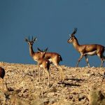 بالصور : التعاون في مهرجان ترفيهي