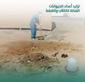 أمانة الأحساء.. تحذر من 4 مخاطر لإلقاء بقايا الطعام في الطريق