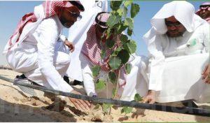 أمانة الأحساء: تطلق مبادرة تشجير المقابر