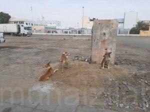 في الأحساء: 1540جولة لمكافحة الكلاب الضالة والعقورة