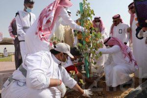 زراعة 580 شجرة ظل بمضمار الأندلس بالأحساء