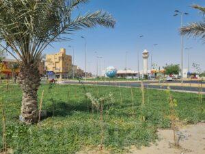 دوار النوارس بالمنيزلة يكتسي حلة جديدة