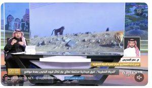 بالفيديو.. مسؤول: 500 ريال عقوبة إطعام قرود البابون