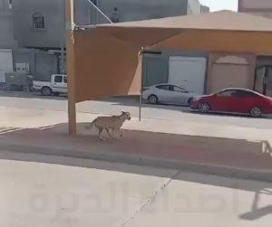 هاجس الكلاب الضالة يحاصر أحياء المنيزلة من جديد