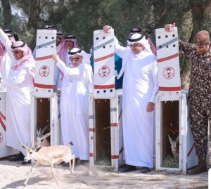 منتزه الأحساء الوطني يطلق كائنات فطرية