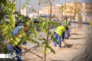 أمانة الأحساء تُنهي زراعة 650 شتلة بطريق الملك عبدالعزيز في مدينة العمران
