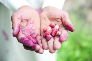 أشجار التوت تصبغ أيدي أبناء الأحساء