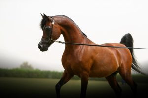 السعودية تتصدر دول العالم في إنتاج الخيل العربية الأصيلة