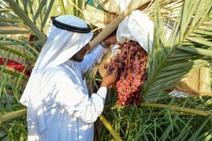 الإرشاد الزراعي تحث على تجنب خلط التمور المتساقطة أسفل النخيل بالسليمة