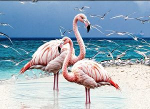 رصد أكثر من 10 آلاف طائر مائي في محمية جزر فرسان خلال التعداد الشتوي 2025