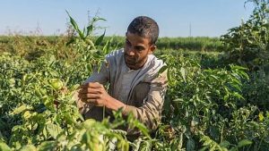 لكل من لديه عامل زراعي.. لائحة جديدة  تلزمك اتباعها