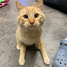 ترك الحيوانات بلا مأوى يعرضك للمساءلة القانونية