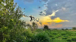 اليوم أول أيام موسم العقارب وبداية الربيع الواقعي