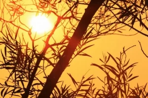 توقعات بطقس حار إلى شديد الحرارة على المنطقة الشرقية