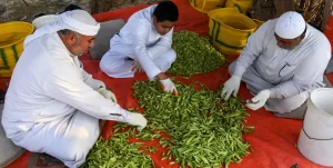 “بامية الهيل” تتصدر أسواق الصيف في الأحساء