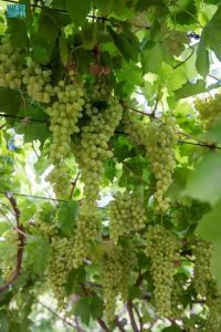تبوك تتصدر إنتاج العنب في المملكة بنسبة 40%