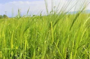السماح بزراعة الشعير ضمن الأعلاف الموسمية
