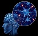 7 أشياء تقوّي ذاكرتك وخلايا الدماغ العصبية.. تعرّف عليها