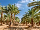اليوم أول أيام موسم اللاهوب ومدته 13 يومًا
