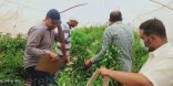 الإرشاد الزراعي توضح مزايا استخدام نظام الدتش باكت