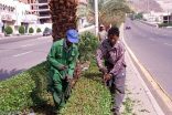 رسميا.. البلديات تمنع تقزيم الأشجار
