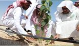 أمانة الأحساء: تطلق مبادرة تشجير المقابر